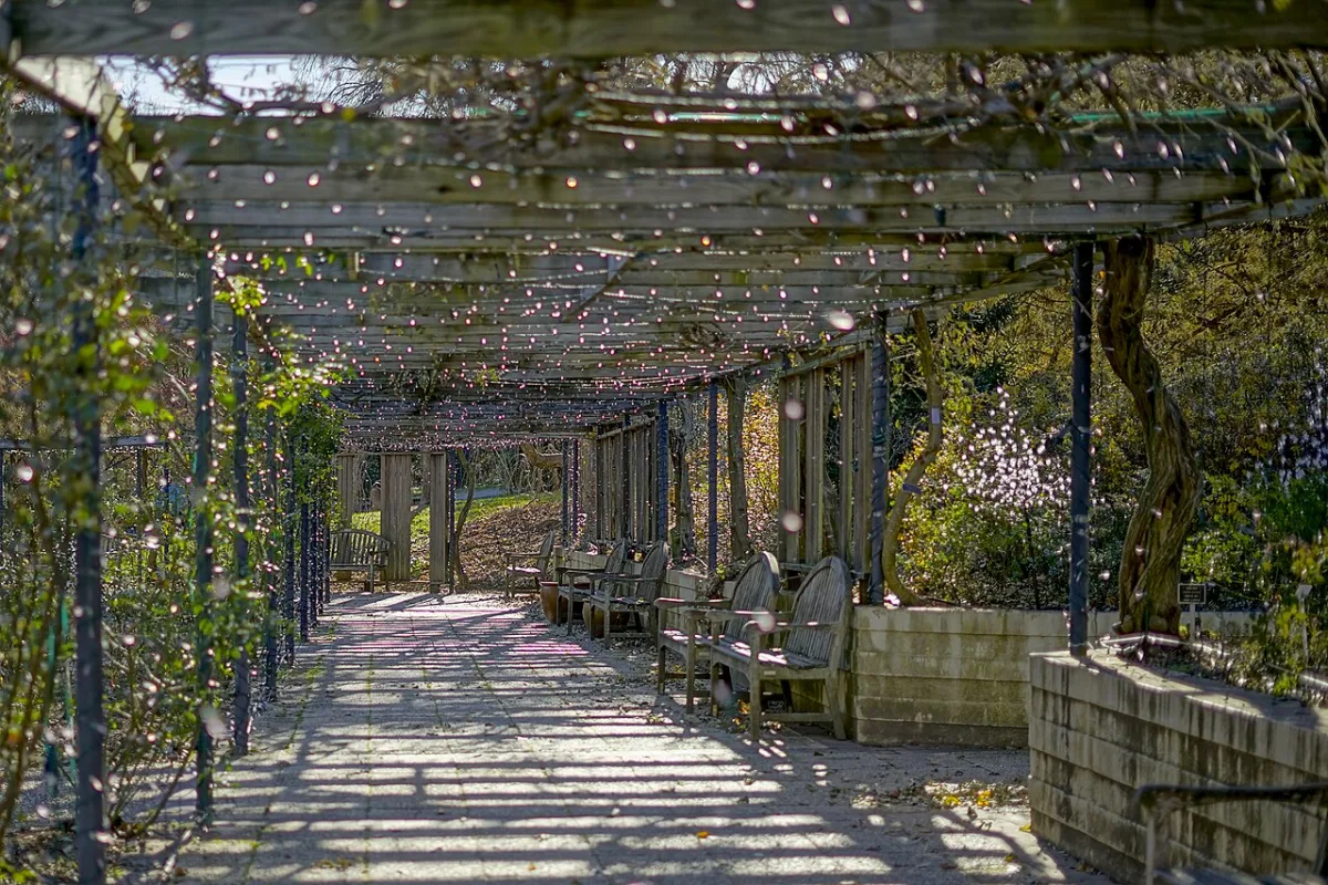 Houten pergola met druivenranken en lichtjes boven een tuinpad met zitbanken